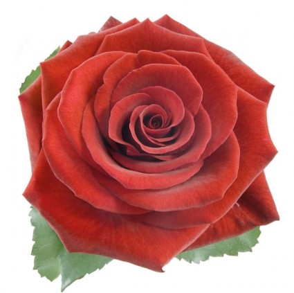 immagini hd di rose rosse in fiore