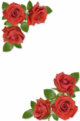 盛開的紅玫瑰高清圖片