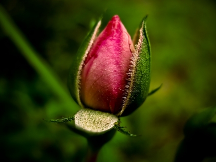 盛開鮮花玫瑰壁紙大自然