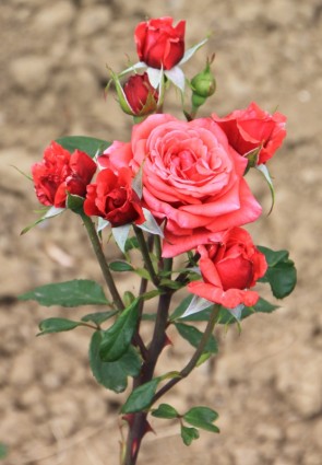 Blüten Blumen Rosa