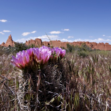 desierto de cactus en flor