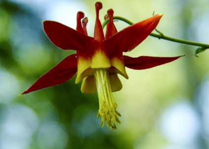 columbine de sitka flor roja