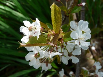 árbol de flor primavera