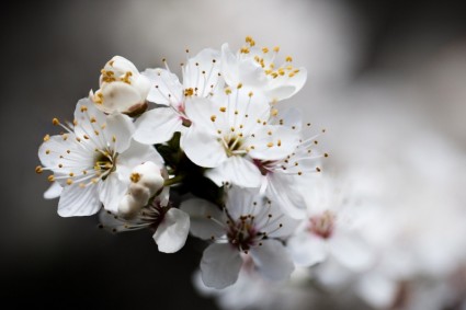 albero di ciliegio in fiore