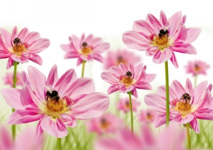 Blossoming Flowers Hd Pictures