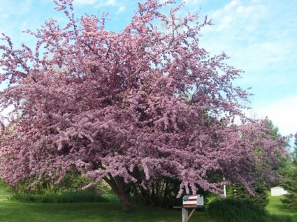 árbol floreciente