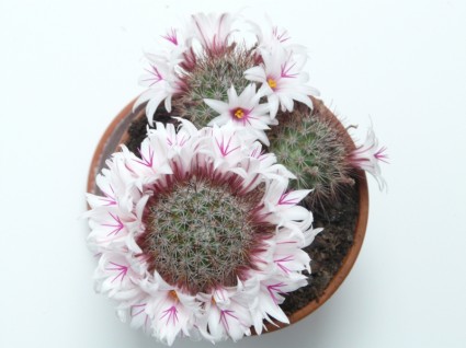 cactus de guirnalda flor blanca