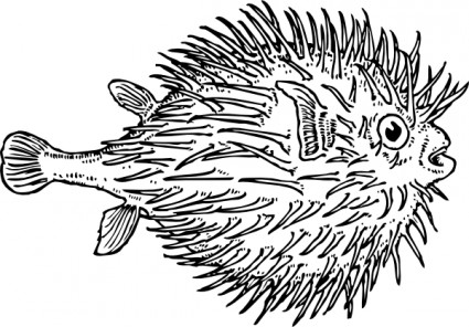 Blowfish clip-art