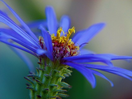 蓝色 arcitic aster 野花