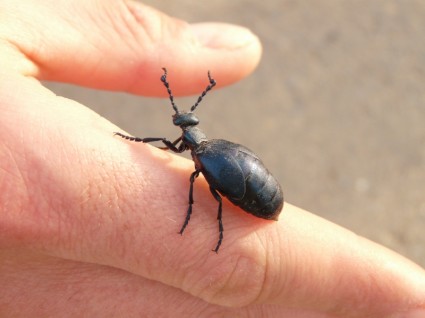 scarabeo nero blu di olio olio scarabeo nero maiwurm