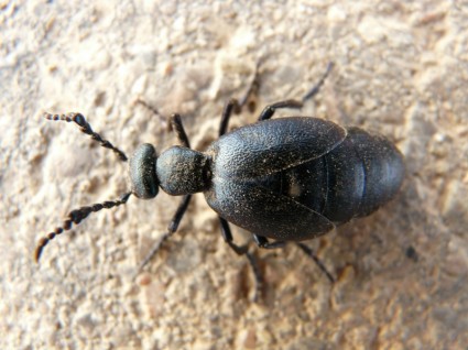 maiwurm minyak kumbang hitam biru hitam minyak kumbang