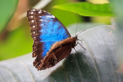 藍色蝴蝶