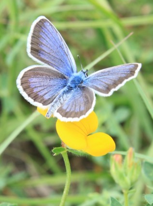 papillon bleu fleurs
