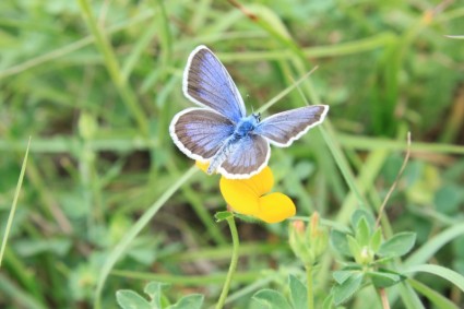 kupu-kupu biru bunga