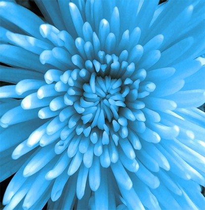 青い菊 photoshop