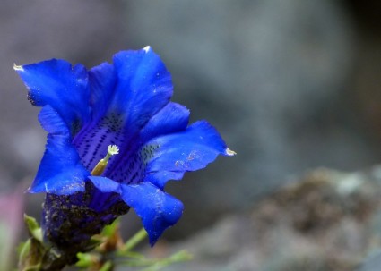 màu xanh enzian alpine Hoa