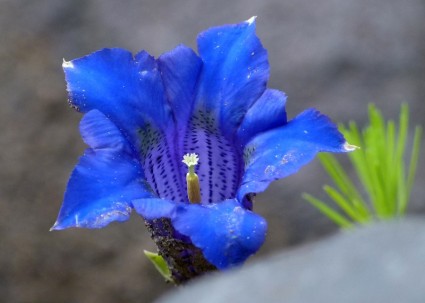 蓝色 enzian 高山花卉