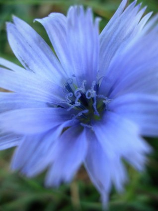 biru bunga
