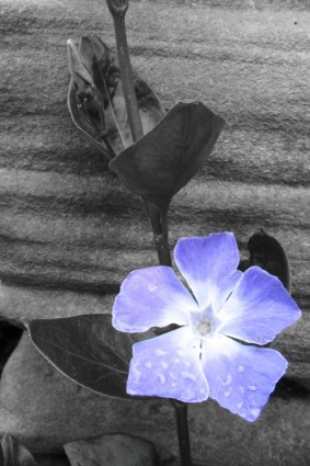 زهرة زرقاء