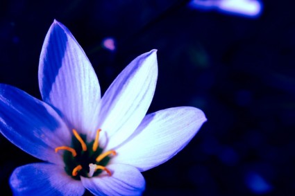 ดอกไม้สีน้ำเงิน