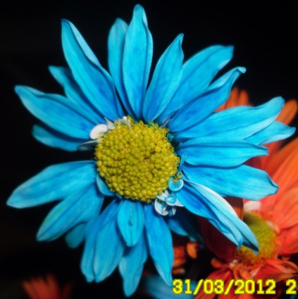 ดอกไม้สีน้ำเงิน