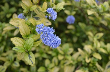 fiore blu