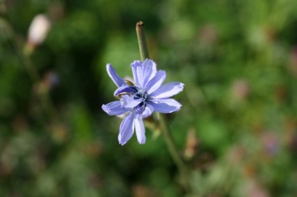 زهرة زرقاء