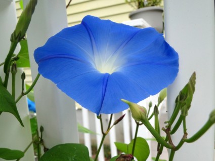 Ipomée fleur bleue