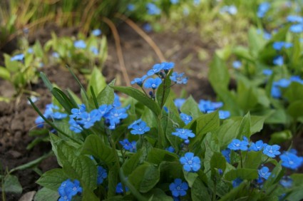 الزهور الزرقاء