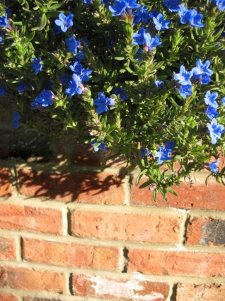 parete e fiori blu