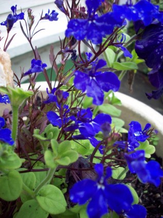 fiori blu in vaso giardino