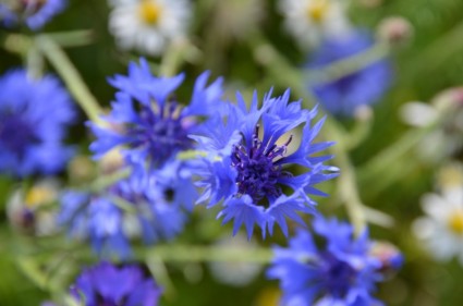 prato di fiori blu