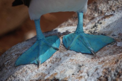 Blue footed boobie Equador pato
