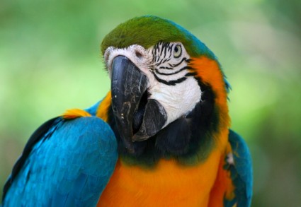 синий золото Ара Пэррот тропическая птица