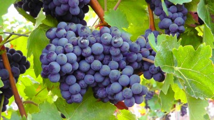 buah anggur biru biru
