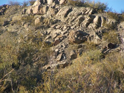 Blue heron escondido en las rocas