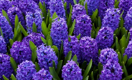 hyacinth biru