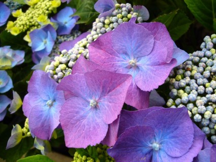 hydrangea biru biru bunga hydrangea