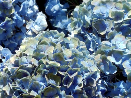 fleur d'hortensia bleu