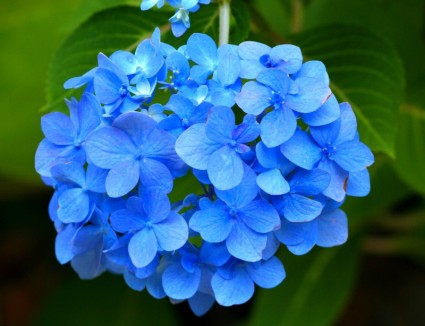 pianta di Ortensia blu hortensia