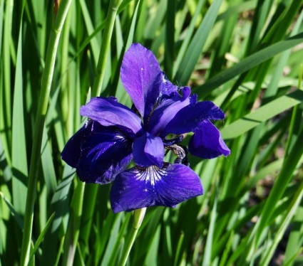 iris azul