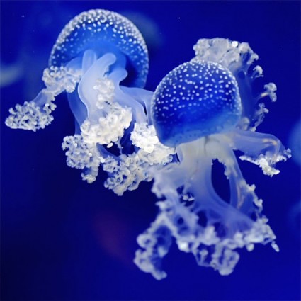 photo de méduse bleue hd
