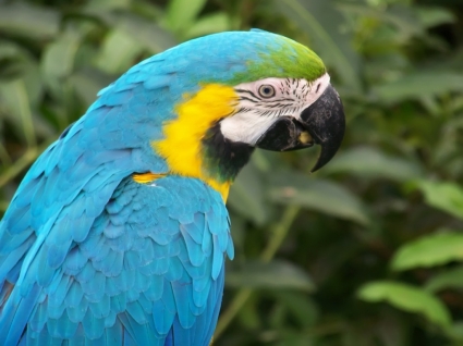Blauer Ara Papagei Tapete-Papageien-Tiere
