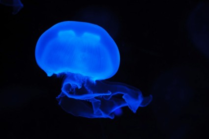 Medusa de lua azul