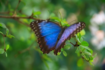 Бабочка синий морфо