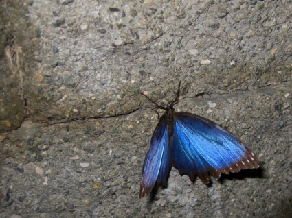 牆上的藍蝶