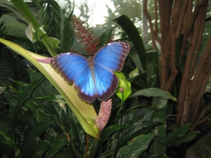 파란 나비의 peleides