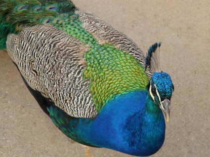 màu xanh con công Châu á peacock peacock