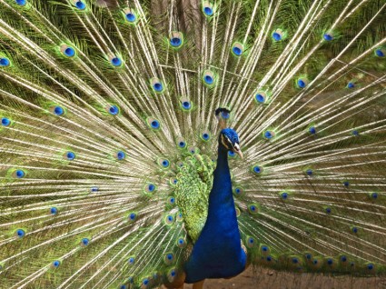 fauna de aves pavo real azul