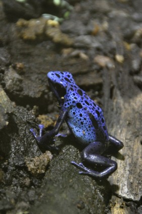 bleu pfeilgiftfrosch grenouille incohérents grenouille
